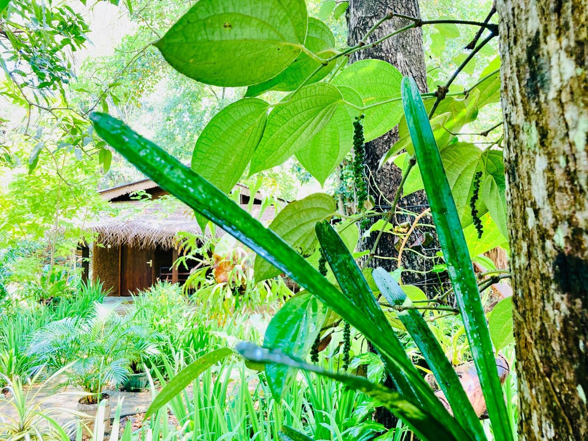 Green Paradise Cottage Udawalawa Udawalawe Exterior foto